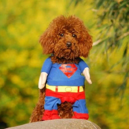 Superman Costume for Dogs