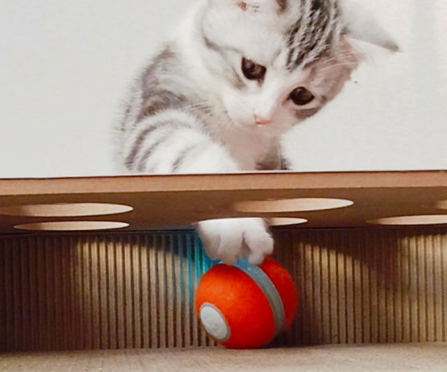 All-In-One Interactive Cat Toy